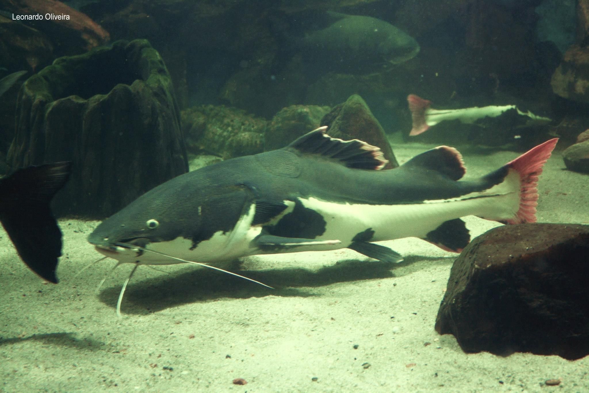 Introdução aos Peixes Jumbos: Pirarara (Phractocephalus hemioliopterus)