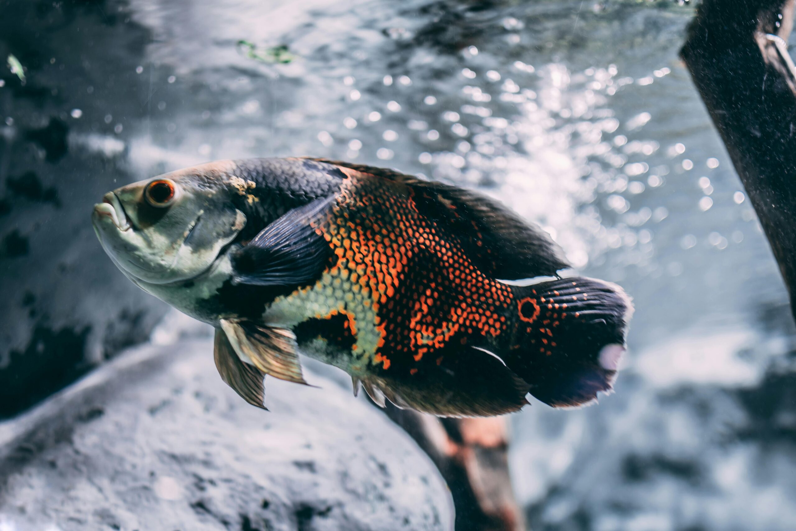 Introdução aos Peixes Jumbos: Oscar (Astronotus ocellatus)